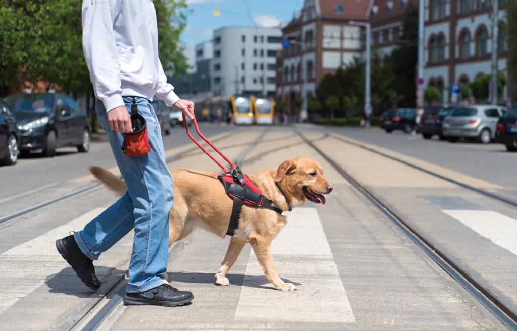 Guide Dog Assisting A Partially Impaired Man