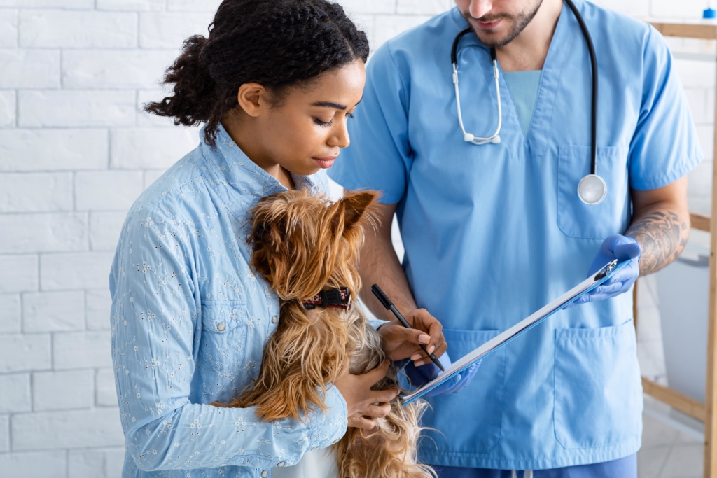 A vet examines a yorkshire terrier before it is taken to be neutered. Thankfully pet insurance van cover the cost of this operation.