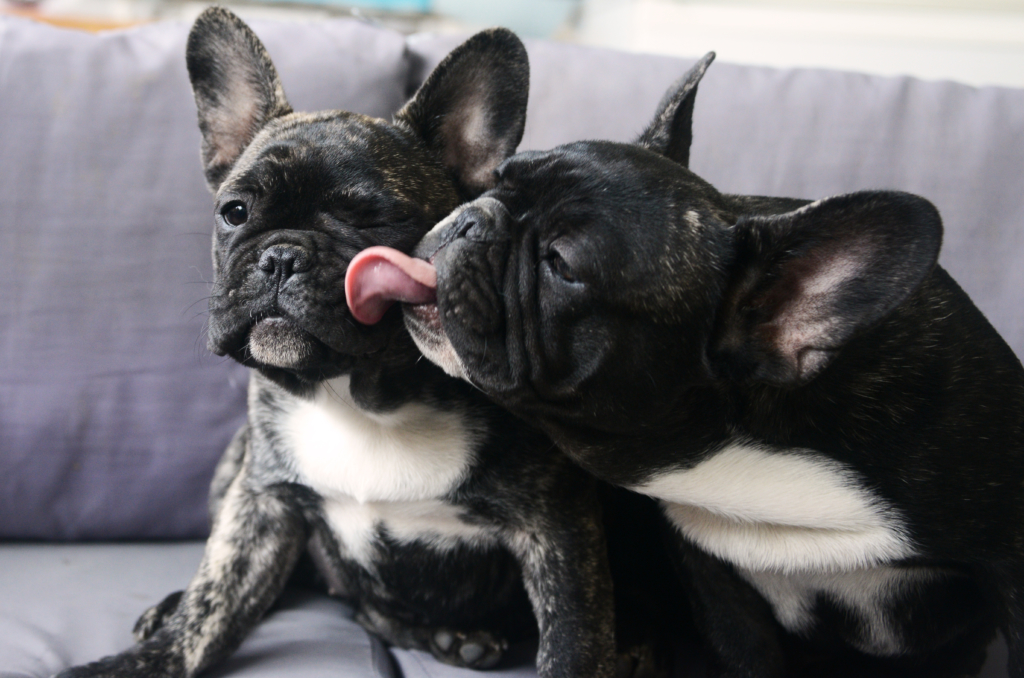 Two black French bulldog siblings showing affection to one another. Bulldogs are pets you want to keep in your family for many years, so insure their health with pet insurance to cover the costs of this breeds common medical conditions like breathing problems and eye disorders.