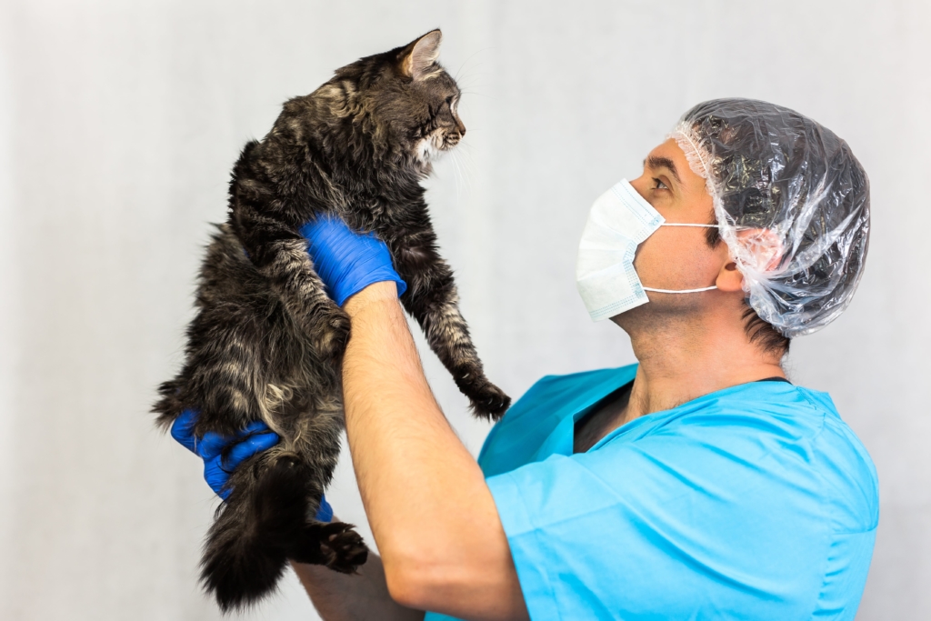 A cat is being inspected by a vet during lockdown