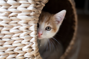 Kitten Care: A Guide To Caring For Kitten
