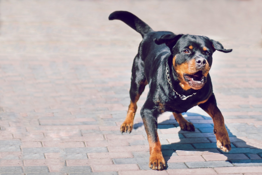 Rottweilers have a bad reputation for being one of the most dangerous dogs, but ultimately a dog's behaviour is generally determined by how they are trained and treated.