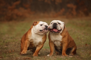 Two English bulldogs in a field