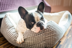 A French bulldog lies in a grey dog bed and looks up adorably at the camera