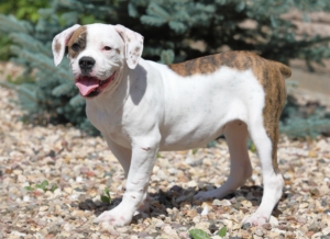 An American Bulldog standing on a gravel path