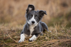 A border collie puppy lies on the dry, brown grass. Border collies are among the easy to train and most intelligent dog breeds.