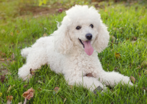 A white poodle puppy sits among the green grass. Toy poodles, miniature poodles and standard poodles are among the easy to train and most intelligent dog breeds.