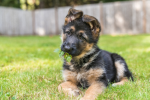 German shepherd puppy with a few leaves in its mouth lies on the green grass of a backyard. German shepherds are among the easy to train and most intelligent dog breeds.