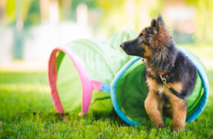 A German Shepherd puppy training to run an agility course. This is one of the most intelligent dog breeds, and like the Poodle, Border Collie, and Golden Retriever, can learn a new command in less than five repetitions.