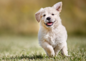 A fluffy golden retriever puppy runs over golden grass on a summer day. Golden retrievers are among the easy to train and most intelligent dog breeds.