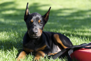 A Doberman pinscher puppy lies on the green grass next to red bag. Dobermans are among the easy to train and most intelligent dog breeds.