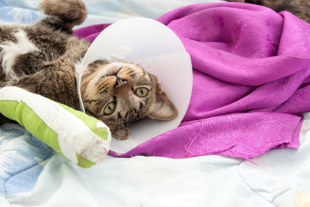 A brown tabby cat wears a neck-cone to keep it from chewing on the cast on its arm. This cat, like many a feline, is prone to health issues that include diabetes, tapeworms, eye problems, and cancer. Vet visits and treatments don’t come cheap – luckily pet insurance can assist in protecting your cat’s health and your budget.