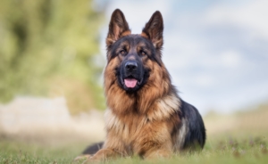 Keep your German Shepherd happy and healthy with pet insurance that cares about him almost as much as you do.