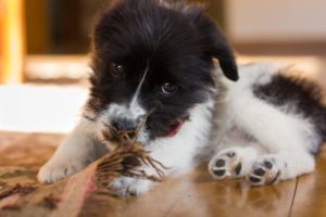 A naughty teething puppy is caught chewing the fraying edge of a carpet. With pet medical aid insurance for dogs your dog can enjoy a lifetime of good dental health.