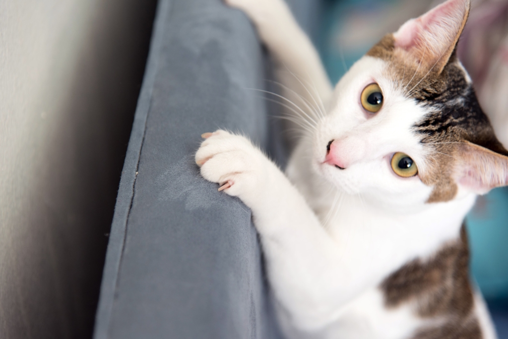A cat can take care of its own claws, but sometime they need a little help from you before they help themselves to your favourite couch. With pet insurance, you can care for both claws and paws without the vet tearing into your bank account.