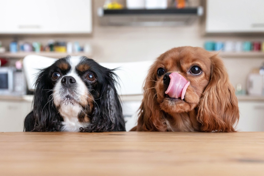 Two cocker spaniel dogs poke their heads over a tabletop to beg their owners for food. But a good pet owner knows that some foods are toxic to dogs and can lead to an urgent visit to the vet and a deep dive into their pet insurance policy.