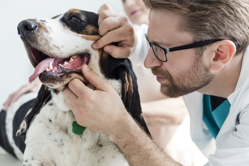 A veterinarian checks the oral and gum health of a basset dog. These regular dog dental healthcare check-ups can be covered by pet medical aid. Yes, a solid pet insurance policy for dental health is out there!